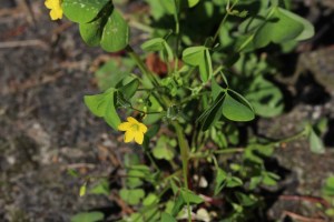 Oxalis fontana (1) (1200 x 800)